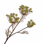Fleur artificielle - Aneth