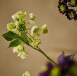 Fleur artificielle - Hellébore verte – Image 2