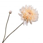 Fleur artificielle - Chrysanthème crème