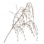 Fleur artificielle - Graminée or