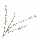 Fleur artificielle - Amélanchier