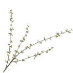 Fleur artificielle - Amélanchier