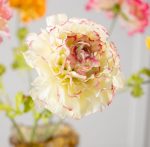 Fleur artificielle - Renoncule crème & rose – Image 2