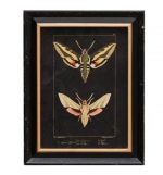 Cadres Papillons de nuit – Image 2