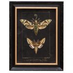 Cadres Papillons de nuit