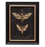 Cadres Papillons de nuit