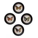 4 cadres ronds & illustrations papillons
