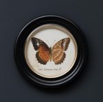 4 cadres ronds & illustrations papillons – Image 2