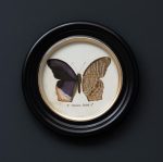4 cadres ronds & illustrations papillons – Image 4
