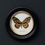 4 cadres ronds & illustrations papillons – Image 5