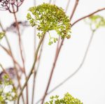 Fleur artificielle - Aneth – Image 2