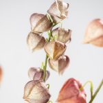 Fleur artificielle - Physalis – Image 3