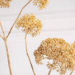 Fleur artificielle - Aneth brune – Image 2
