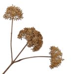 Fleur artificielle - Aneth brune